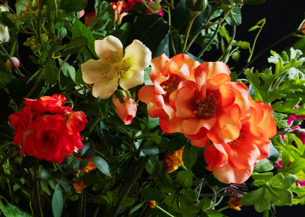 Colourful roses