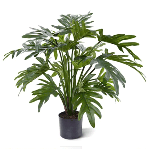 Philodendron Xanuda